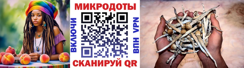 Купить где  Гусь-Хрустальный  Галлюциногенные грибы Psilocybine cubensis 
